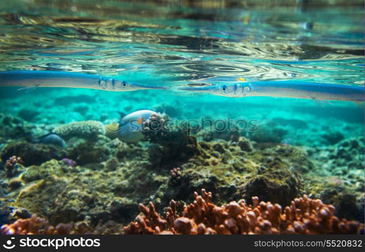 Coral fish in Red Sea,Egypt