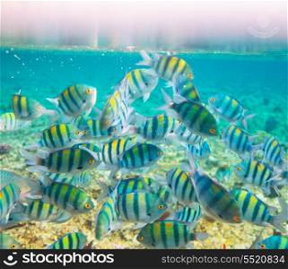 Coral fish in Red Sea,Egypt