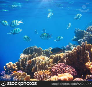 Coral fish in Red Sea,Egypt