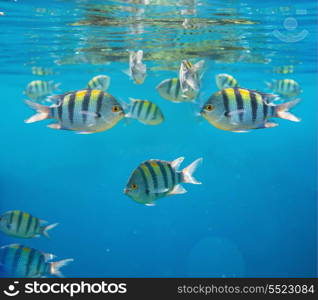 Coral fish in Red Sea,Egypt