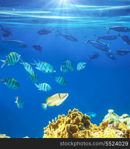 Coral fish in Red Sea,Egypt