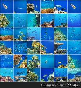 Coral fish in Red Sea,Egypt