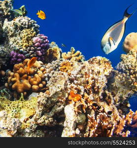 Coral fish in Red Sea,Egypt