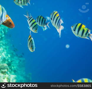 Coral fish in Red Sea,Egypt