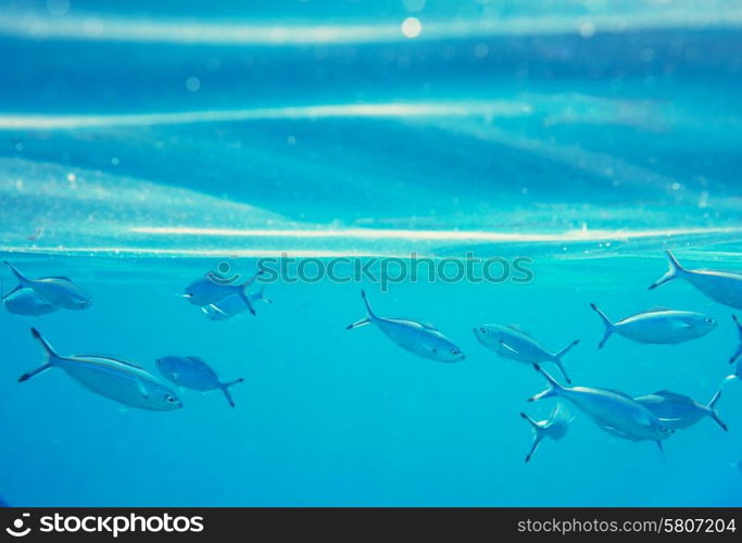 Coral fish in Red Sea, Egypt