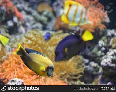Coral fish Palette surgeonfish in aquarium