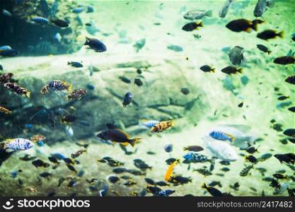 coral fishes underwater scene