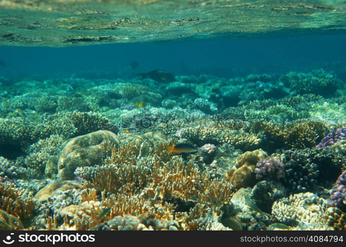 coral garden full of colorful fishes