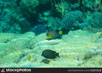 coral garden full of colorful fishes
