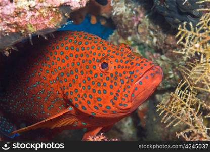 Coral Grouper