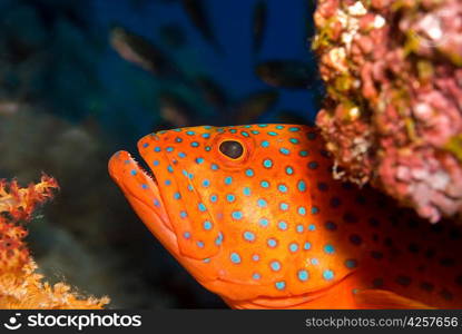 Coral Grouper