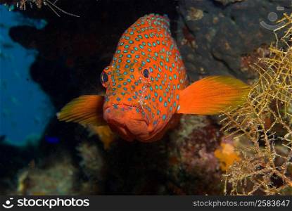 Coral Grouper with Bruun&acute;s Cleaner Shrimp