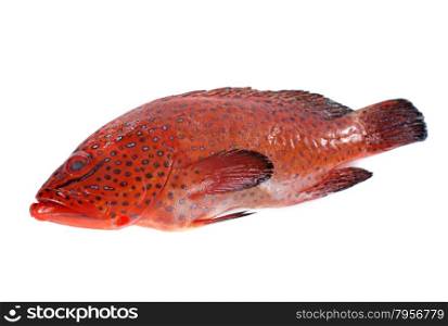 Coral Hind fish in front of white background