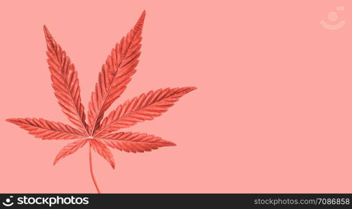 Coral painted Hemp or cannabis leaf isolated on pink or coral. Top view, flat lay. Template or mock up.. Hemp or cannabis leaf isolated. Top view, flat lay. Template or mock up.