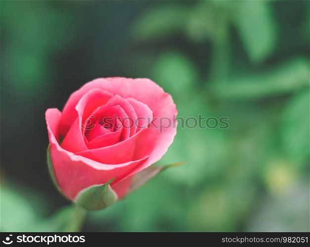 Coral pink rose flower in green garden. Top view. Soft focus.