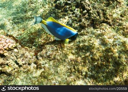 Coral reef and fish at Seychelles