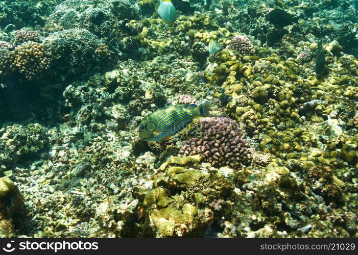 Coral reef and fish at Seychelles