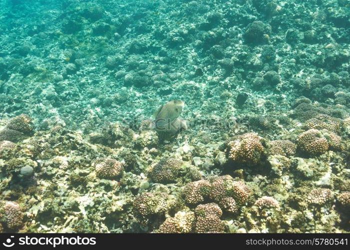 Coral reef and fish at Seychelles