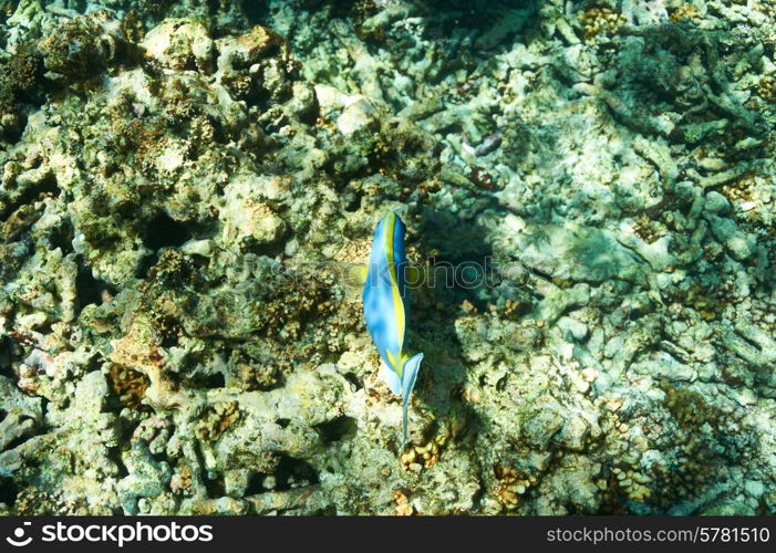 Coral reef and fish at Seychelles