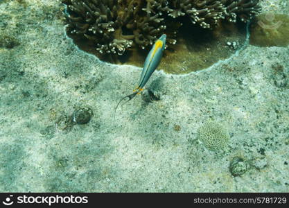 Coral reef and fish at Seychelles