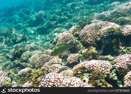 Coral reef and fish at Seychelles