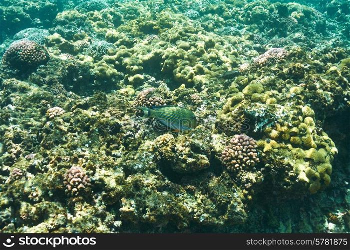 Coral reef and fish at Seychelles