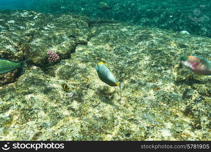 Coral reef and fish at Seychelles