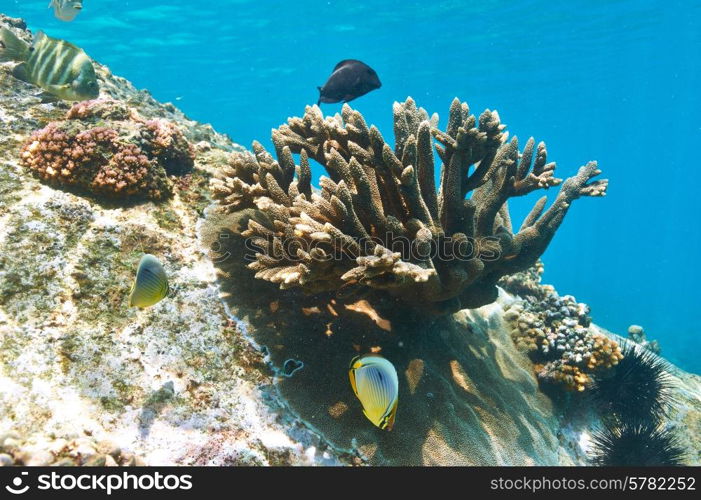 Coral reef and fish at Seychelles