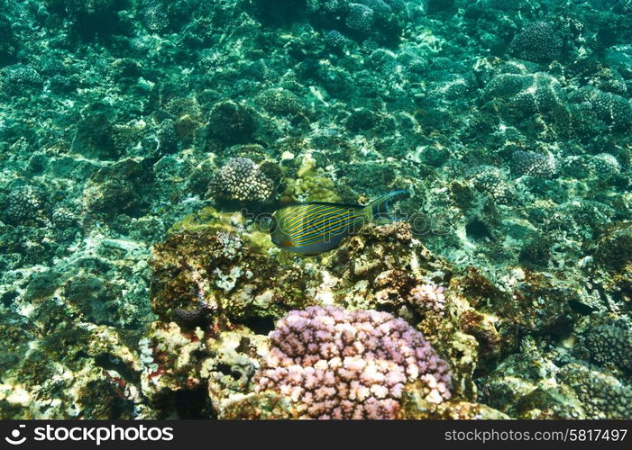 Coral reef and fish at Seychelles