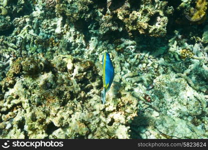 Coral reef and fish at Seychelles