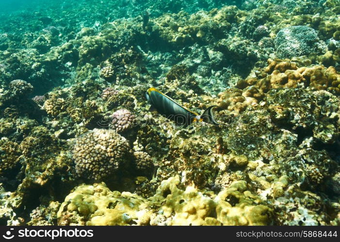 Coral reef and fish at Seychelles