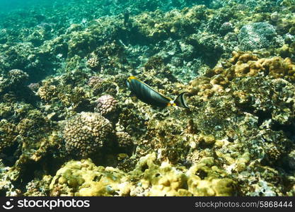 Coral reef and fish at Seychelles