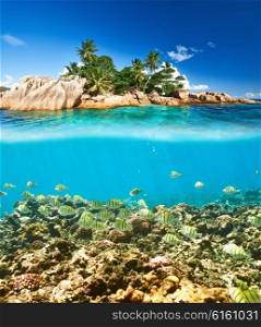 Coral reef and fish at Seychelles split view