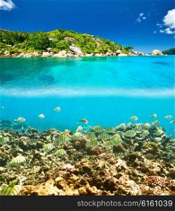 Coral reef and fish at Seychelles split view
