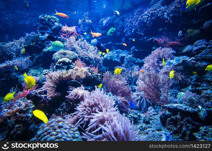 Coral reef and fish underwater photo. Underwater world scene.