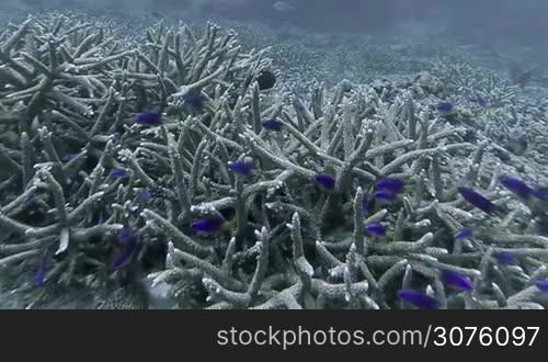 Coral reef and tropical fish at Seychelles, Indian Ocean