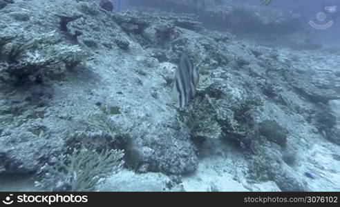 Coral reef and tropical fish at Seychelles, Indian Ocean