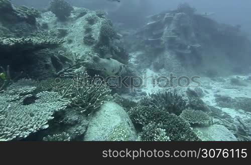 Coral reef and tropical fish at Seychelles, Indian Ocean