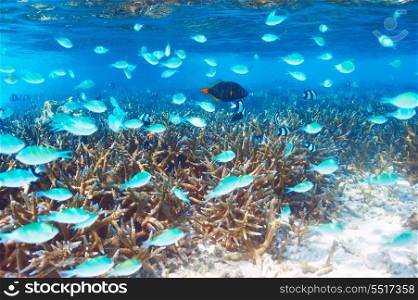 Coral reef at South Ari Atoll, Maldives