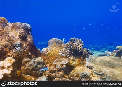 Coral reef at South Ari Atoll, Maldives