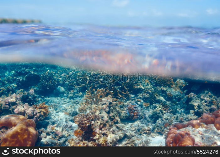 Coral reef at South Ari Atoll, Maldives