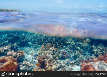 Coral reef at South Ari Atoll, Maldives