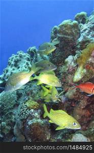 Coral Reef, Caribbean Sea, Isla de la Juventud, Cuba, America. Alberto Carrera