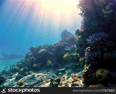 Coral reef in rays of light