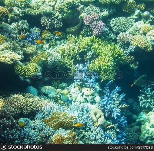 Coral reef in Red Sea,Egypt