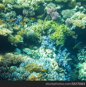 Coral reef in Red Sea,Egypt