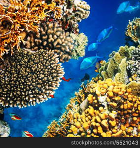 Coral reef in Red Sea,Egypt