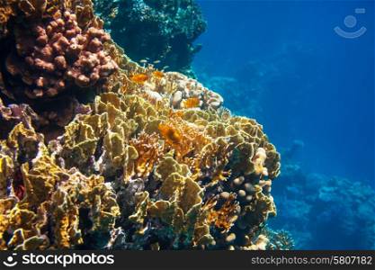 Coral reef in Red Sea, Egypt