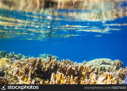 Coral reef in Red Sea, Egypt