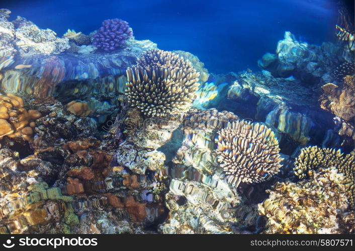 Coral reef in Red Sea, Egypt